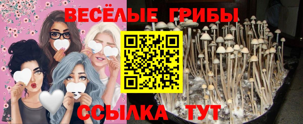 Кандалакша  Псилоцибиновые грибы мухоморы  Вход с VPN 